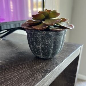 Black Planter with Green and Brown Succulent